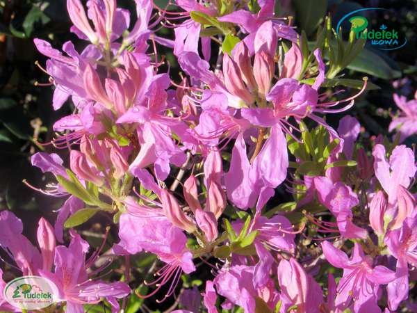 Rhododendron Fraseri